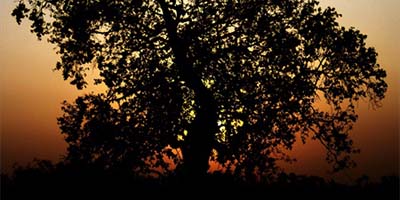 Image 05